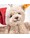 steiff-schluesselanhaenger-teddy-ben-christmas-12-cm-beige